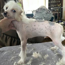 Jasper - Pink and slate male Chinese Crested puppy in New Windsor, Maryland from Ambush Kennel