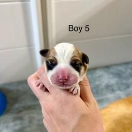 Male 5 - Red male Pembroke Welsh Corgi puppy in Waverly, Iowa from Kindred Corgis