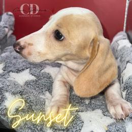 Dachshund Puppies from Camacho_Dachshunds