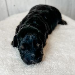 Adam - Black and tan male Assorted Doodle Crosses puppy in Arlington, Washington from Doodle Love Laugh