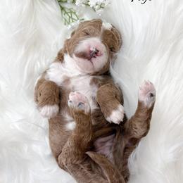 Fuji - Red  male Goldendoodle puppy in from Pink Poodles and Doodles