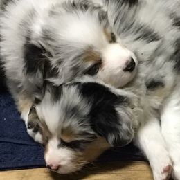 Miniature American Shepherds from Hampton Hills