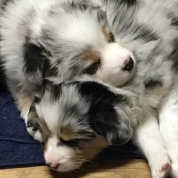 Miniature American Shepherds from Hampton Hills