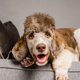 Hart - Poodle