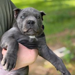 Pink collar - Gray female Cane Corso puppy in Opelousas, Louisiana from Azelees Cane Corso