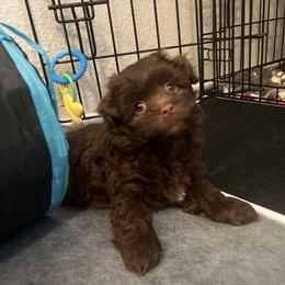Chocolate White Markings Male - Chocolate male Havanese puppy in Monahans, Texas from Homeward Havanese, LLC
