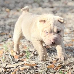 Kiri - Cream female Chinese Shar-Pei puppy in Lehigh Acres, Florida from Florida Wrinkles