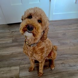Cavapoos, Goldendoodles, and Poodles from Topnotchpoodles
