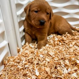 Labrador Retriever Puppies from Mid-Columbia Labradors