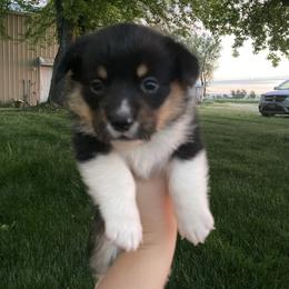 Boy 2 - White and black Pembroke Welsh Corgi puppy in Idaho from McKay Corgi's