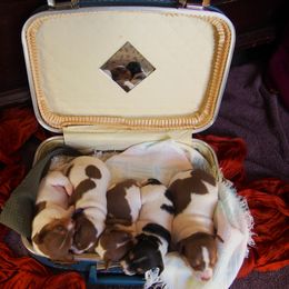 Teddy Roosevelt Terrier Puppies from Wabbitfire Teddy Roosevelt Terriers