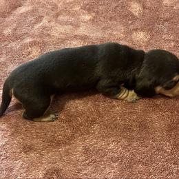 Black n tan girl 1 - Black and tan female Dachshund puppy in Saint Jo, Texas from Reeves Dashing-Hounds