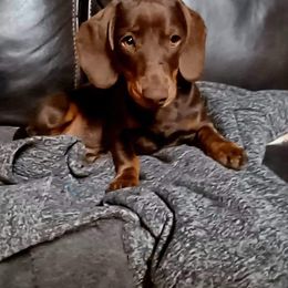 Marley - Dachshund