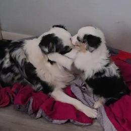 Benny - male Australian Shepherd puppy in Crowell, Texas from Ardent Aussie Acres