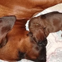 Rhodesian Ridgebacks from Sua Sponte Rhodesian Ridgebacks