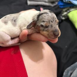 Bravo - Dapple male Dachshund puppy in Mesquite, Texas from 208 Dox Dynasty