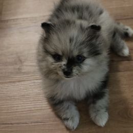 Pomeranian Puppies from Eelan’s Poms