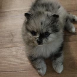 Pomeranian Puppies from Eelan’s Poms