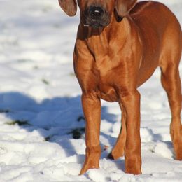 Rhodesian Ridgeback Puppies from Supernova Ridgebacks