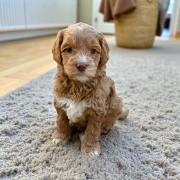 Todd - Caramel red male Australian Labradoodle puppy in Wamego, Kansas from Doodles of Oz