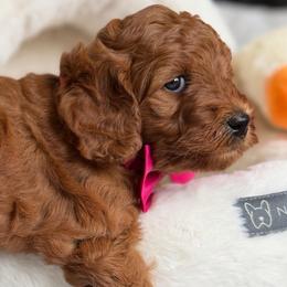 Hazelnut (Hazel) Orange - Red  female Goldendoodle puppy in Toledo, Ohio from Avery Doodle Day LLC