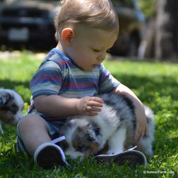 Australian Shepherd, Mastiff, and Miniature American Shepherd Puppies from Ashber Farm