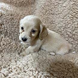 Twinkie - Cream male Dachshund puppy in Ranburne, Alabama from Camdox