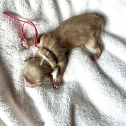Dark Pink - Red female Cavapoo puppy in Powder Springs, Georgia from West Cobb Dogs