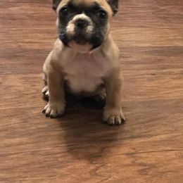 Bulldog, French Bulldog, and Pug Puppies from Royal destiny kennels