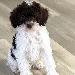Arnie - Brown male Poodle puppy in Mineral Wells, Texas from S.H.A.R.P.’s Toy Poodles