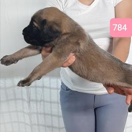 AKC PUP 784 - Fawn female Mastiff puppy in Ava, Missouri from Ozark Mountain Mastiffs