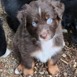 Gingerbread - Red tri-color male Australian Shepherd puppy in Washington from Arbor hill Australian Shepherds