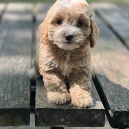 Cockapoo Puppies from East St. Poodles & Doodles