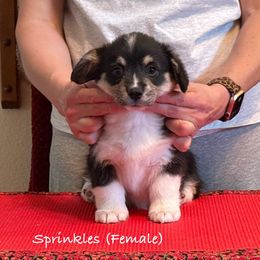 Sprinkles - Pembroke Welsh Corgi puppy from Eilatan Corgis