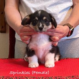 Sprinkles - Pembroke Welsh Corgi puppy from Eilatan Corgis