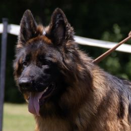 Aktos - German Shepherd