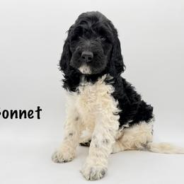 Bonnet - Parti female Goldendoodle puppy in Milford, Pennsylvania from Doodles Are Golden