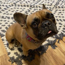 Rosa - French Bulldog