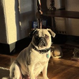 Chess - Pug