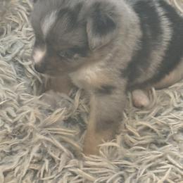 Blue - Blue merle male Toy Australian Shepherd puppy in Luzerne, Iowa from Rouse's Aussies