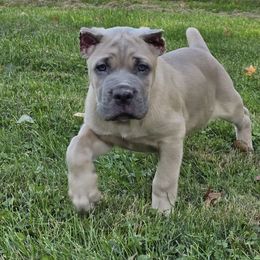 Brown Collar Boy - Cane Corso puppy from Caliber Cane Corso