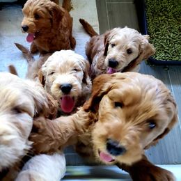 Goldendoodle Puppies from Sundial Goldendoodles