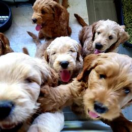 Goldendoodle Puppies from Sundial Goldendoodles