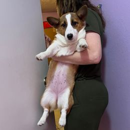 Elizabeth - Pembroke Welsh Corgi