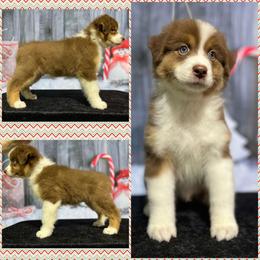 Boy 5 - Australian Shepherd puppy from Northwest Rainbow Aussies and Golden Retrievers