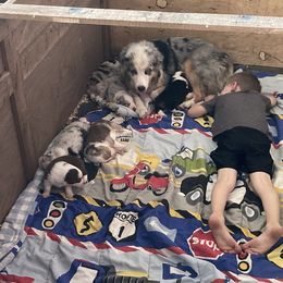 Australian Shepherd Puppies from Soggy Bottom Farms