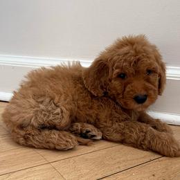 Blue collar boy - Red  male Goldendoodle puppy in Ridgewood, New Jersey from Jessie’s Doodles