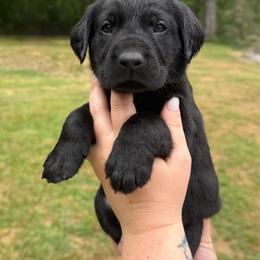 Charm - Black male Labrador Retriever puppy in Water Valley, Mississippi from Three Lakes Labs & WHDs