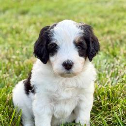Thunderroarus - male Australian Mountain Doodle puppy in Decatur, Illinois from Signature Doodles