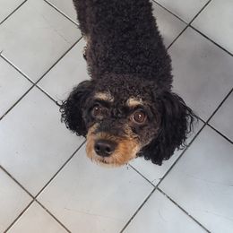 Daisy - Maltipoo